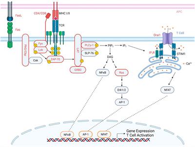 Regulation of T cell function by protein S-acylation